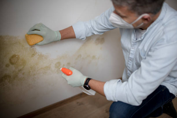 Best Attic Mold Removal  in Atkins, IA