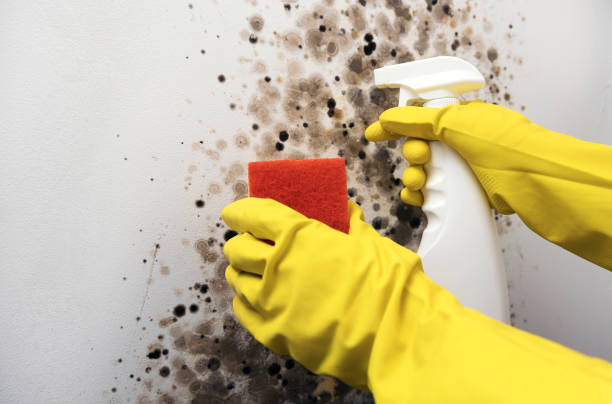 Best Residential Mold Removal  in Atkins, IA