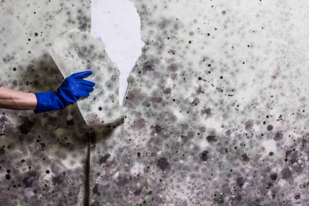 Best Attic Mold Removal  in Atkins, IA