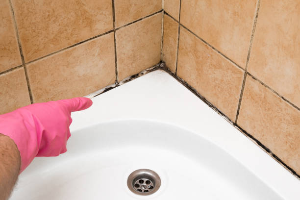 Best Affordable Mold Removal  in Atkins, IA
